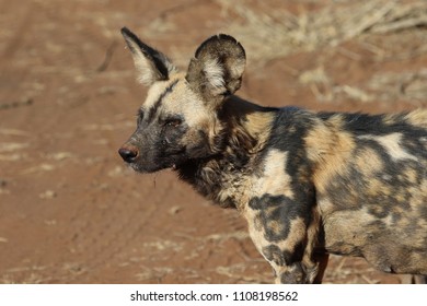 African Wild Dog, Madikwe Game Reserve, South Africa