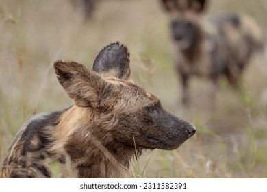 African wild dog or Painted wolf staring off into the bush. - Shutterstock ID 2311582391