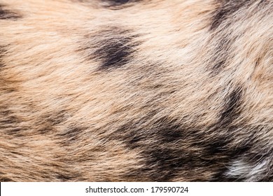 African Wild Dog Pattern Texture Background Stock Photo 179590724