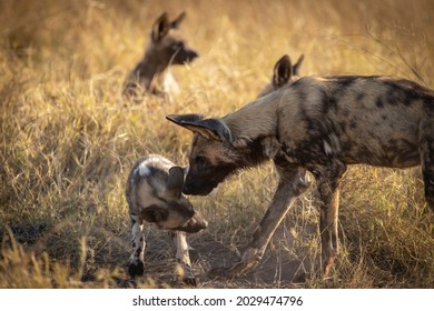 African Wild Dog Pup Getting A Lesson