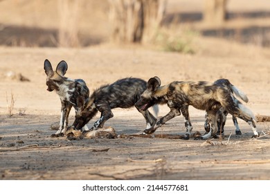 African wild dog pups eating from a prey in Mana Pools National Park in Zimbabwe