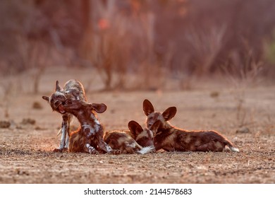 African wild dog pups waking up at sunrise in Mana Pools National Park in Zimbabwe