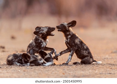 African wild dog pups waking up at sunrise in Mana Pools National Park in Zimbabwe - Powered by Shutterstock