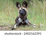 African Wild Dog searching for food, playing and running in the Kruger National Park in South Africa