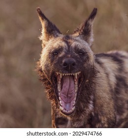 African Wild Dog Showing Teeth