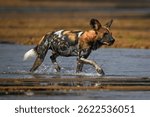 African wild dog splashes through shallow river