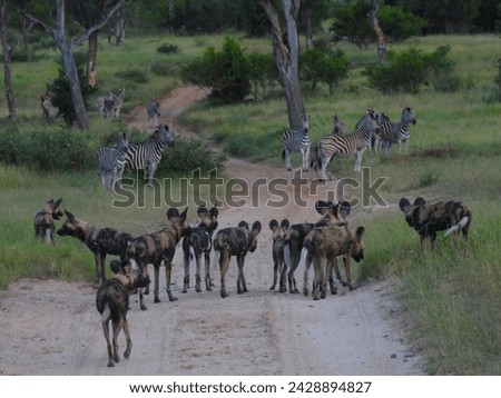 African wild dogs join Zebra on the road in Sabie Sands Game Reserve in South Africa