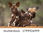 African Wild Dogs or also Known as the Painted Wolf