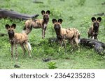 The African wild dogs (Lycaon pictus), also called the painted dog, or Cape hunting dog are seen in Okavango Delta Botswana