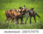 The African wild dogs Lycaon pictus, also called the painted dog, or Cape hunting dog 
Okavango Delta Botswana on 13 January 2022