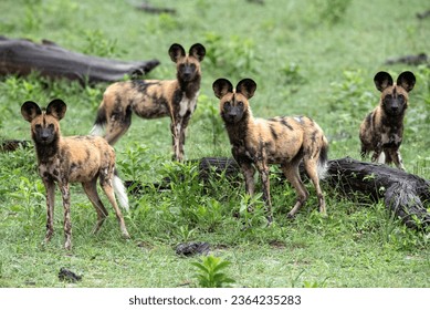 The African wild dogs (Lycaon pictus), also called the painted dog, or Cape hunting dog are seen in Okavango Delta Botswana - Powered by Shutterstock