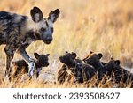 African wild dogs in African National parks (Zambia, Botswana, Namibia, Zimbabwe, South Africa)