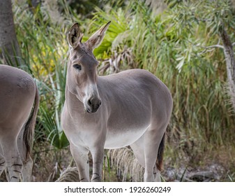 The African wild donkey or African wild ass (Equus africanus) is a wild member of the horse family, Equidae. They live in the deserts of the Horn of Africa, in Eritrea, Ethiopia and Somalia.