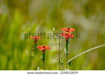 African Wild flower Redstar Zinnia, Wild Zinnia Zinnia peruviana (Engelsmannetjies, Fluitjiesbossie)
Order: Asterales. Family: Asteraceae. Tribe: Heliantheae
