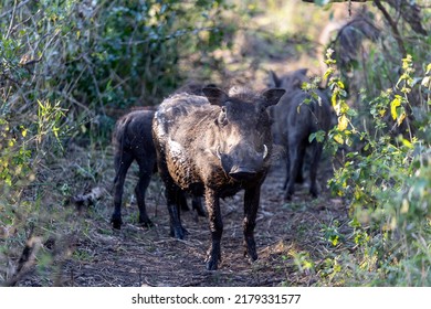 African wild warthog and family