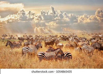 African wild zebras and wildebeest in the African savanna against a background of cumulus thunderclouds and the setting sun. Wild nature of Tanzania. Artistic natural image.