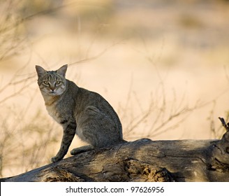 African Wildcat