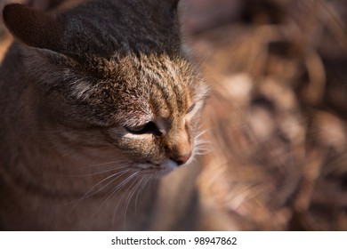 African Wildcat