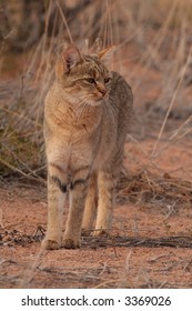 African Wildcat (Felis Lybica)