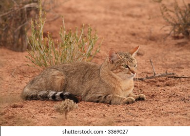 African Wildcat (Felis Lybica)