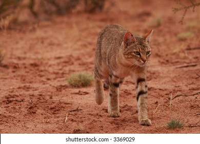 African Wildcat (Felis Lybica)