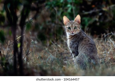 African Wildcat (Felis Silvestris Lybica), Masai Mara, Kenya