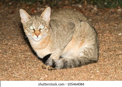 African Wildcat (Felis Silvestris Lybica)