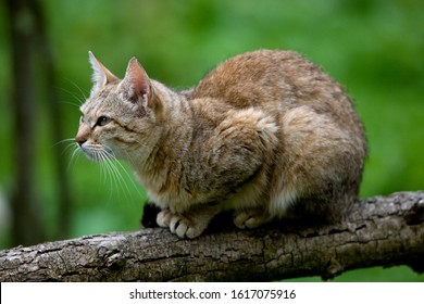 AFRICAN WILDCAT Felis Silvestris Lybica  