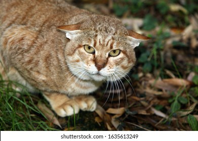 AFRICAN WILDCAT Felis Silvestris Lybica, ADULT  