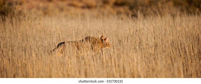 233 Felis lybica Images, Stock Photos & Vectors | Shutterstock