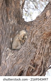 African Wildcat In The Kgalagadi