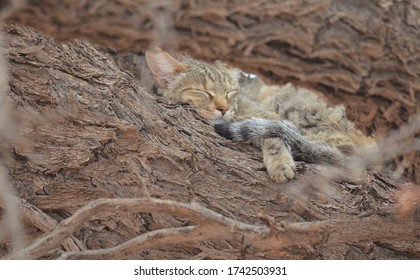 African Wildcat Sleeping In A Tree