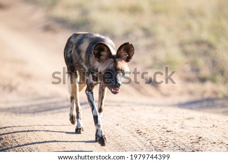 African Wilddog seen on a safari in South Africa