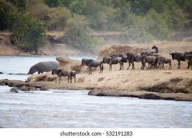 African Wildebeest Big Migration