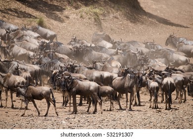 African Wildebeest Big Migration