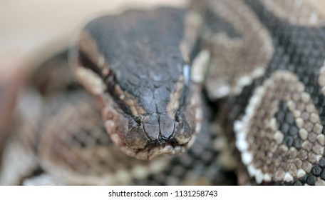 Reptile Images, Stock Photos &amp; Vectors | Shutterstock