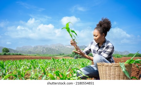 African woman Agriculture Farmer examining corn plant in field. Agricultural activity at cultivated land. Woman agronomist inspecting maize seedling.Expert inspect plant quality in green field rural. - Powered by Shutterstock