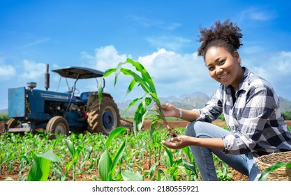 African Woman Agriculture Farmer Examining Corn Plant In Field. Agricultural Activity At Cultivated Land. Woman Agronomist Inspecting Maize Seedling.Expert Inspect Plant Quality In Green Field Rural.