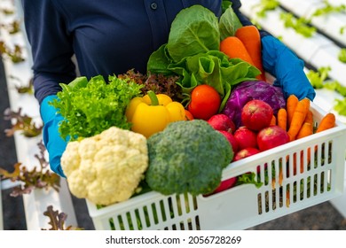 African woman farmer salad garden owner holding a crate of fresh organic vegetables in hydroponics greenhouse plantation. Small business food delivery, restaurant and supermarket advertising concept