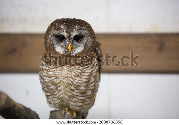 African wood owl with big\
eyes