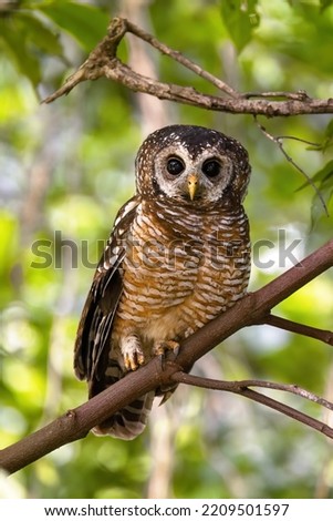 African wood owl, Strix woodfordii nuchalis, perched in a tree, Uganda, Africa. A medium sized bird found in sub-Saharan Africa and also know as a Woodford Owl.