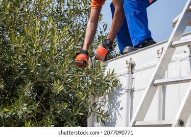 African Worker Climbing A Ladder In Top Of A Container Clearing Vegetation