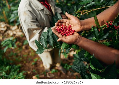 African worker is gathering coffee beans on plantation in bushy wood