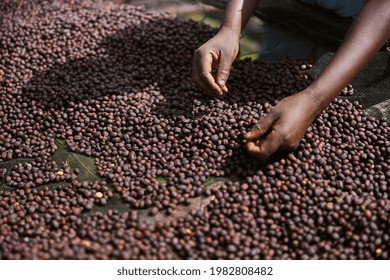 african workers are picking out fresh coffee beans at washing station