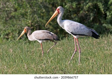 780 Wood ibis park Images, Stock Photos & Vectors | Shutterstock