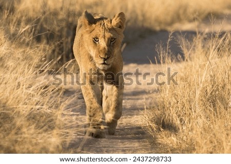 african young wild lion walking 
