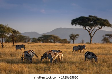 African zebras at beautiful landscape during sunrise safari in the Serengeti National Park. Tanzania. Wild nature of Africa.
 - Powered by Shutterstock