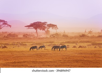 African zebras on grassland, Kenyan National park