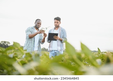 An African-American farmer and an Indian businessman in a soybean field discuss the sale of soybeans. - Powered by Shutterstock