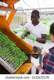 African-american Man And Latina Woman Farm Workers Repotting Vegetable Seedlings At Greenhouse